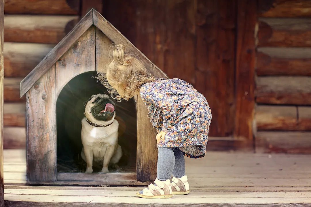 hungry dog
