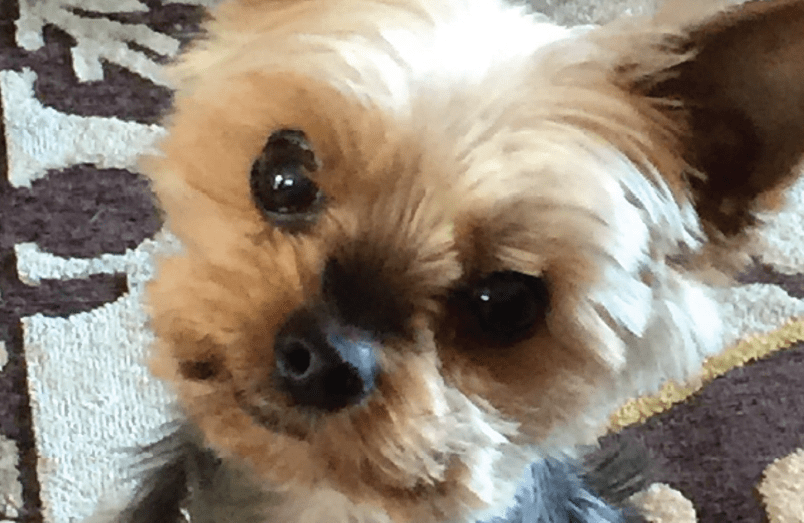 Lessons from My Dog